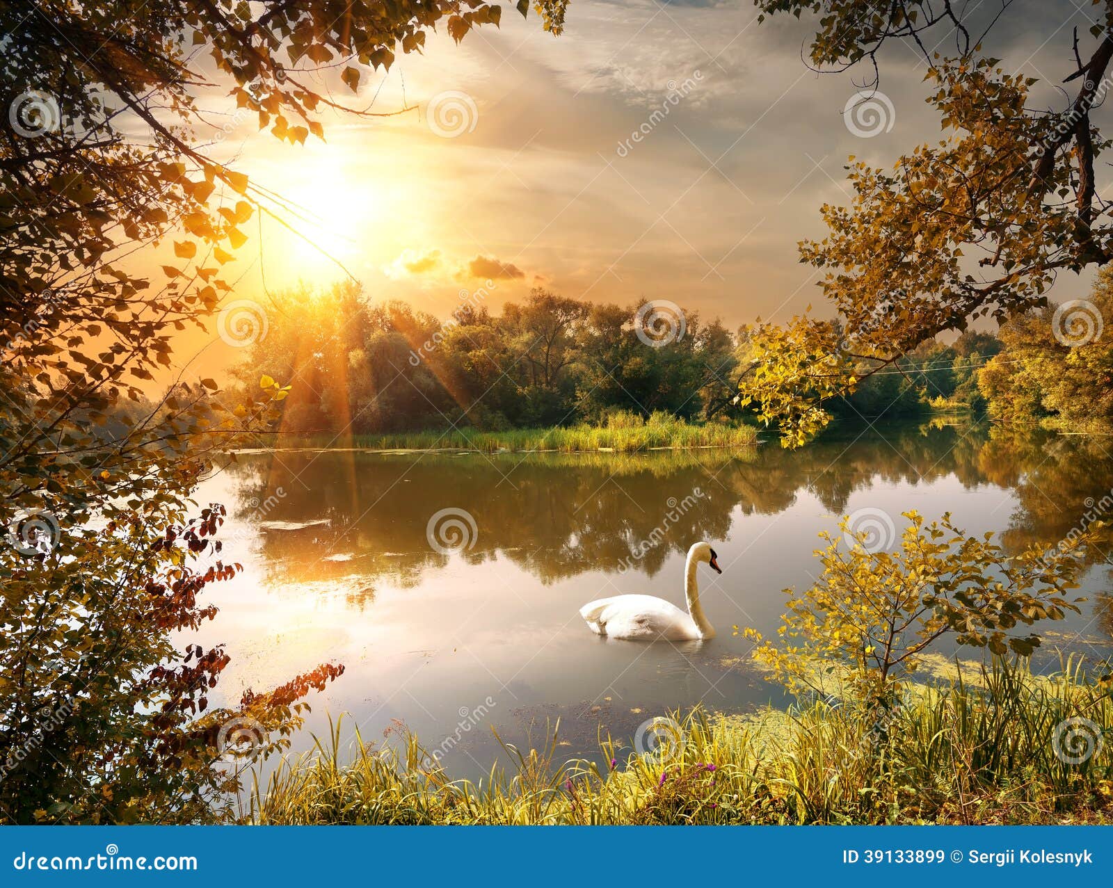 swan on the pond