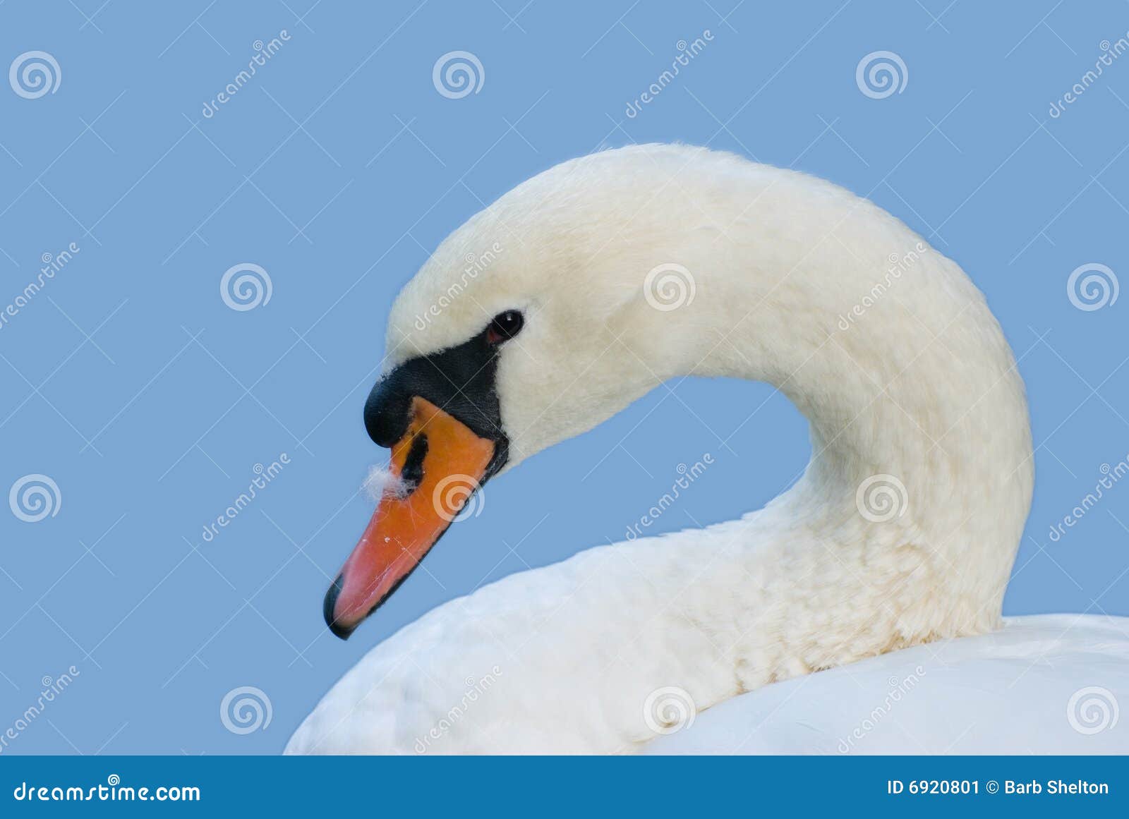 Swan portrait with feather. White swan portrait with arched neck and a feather on its beak set against a clear blue sky