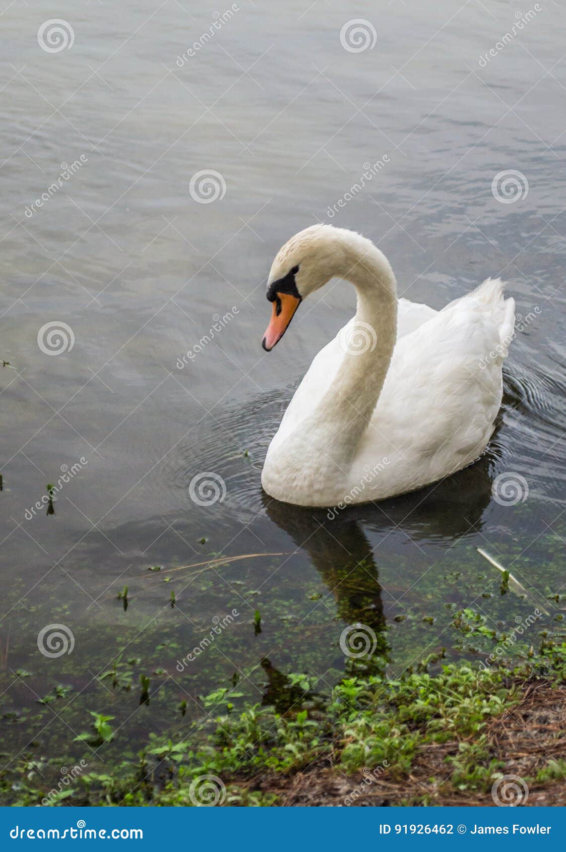 A Swan Sitting by the Shore in a Pond. Stock Photo Image of bird