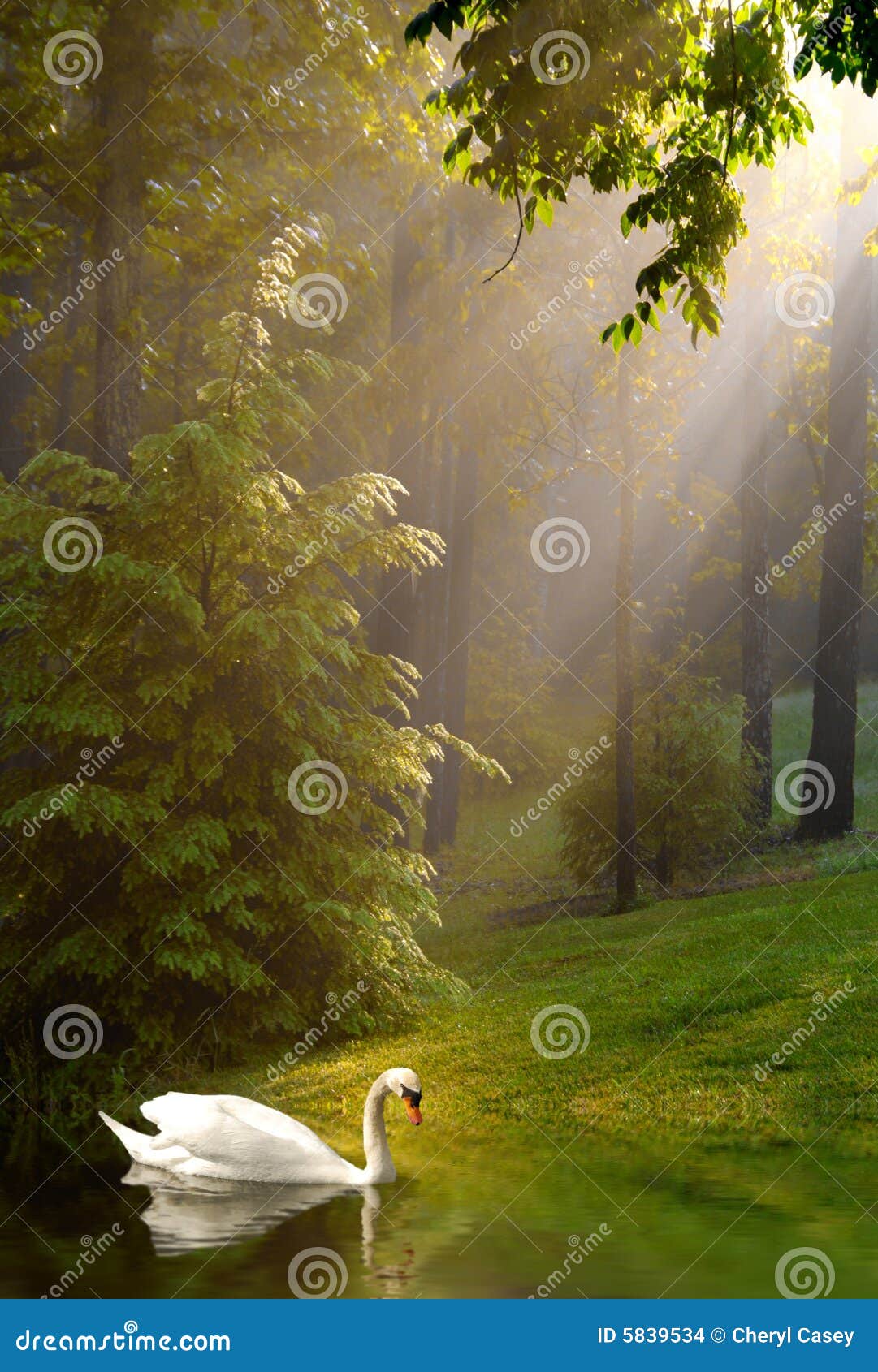 Swan and Streaming Sunshine on Foggy Morning. Swan in lake with early morning sunshine streaming through trees on foggy morning