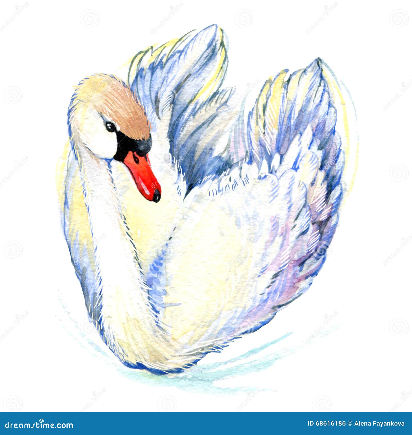 Photo Animal Cygne Couleur Decoration Photo Animal Cygne Couleur Decoration
