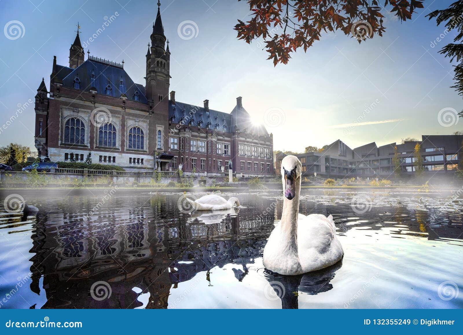 swan swimming in autumn mist