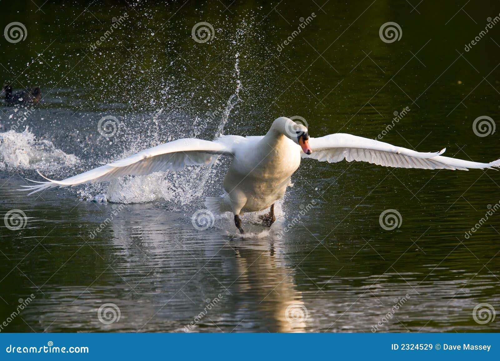 swan take off