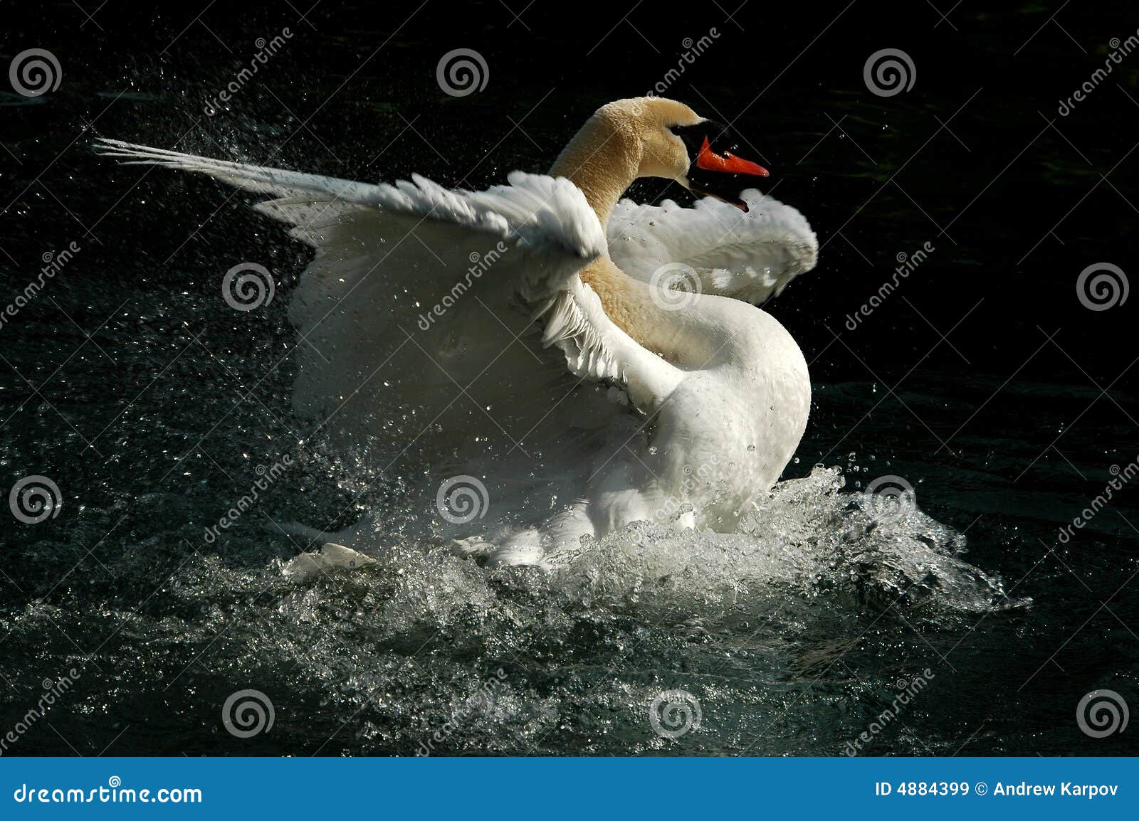 swan the tzar in a pond