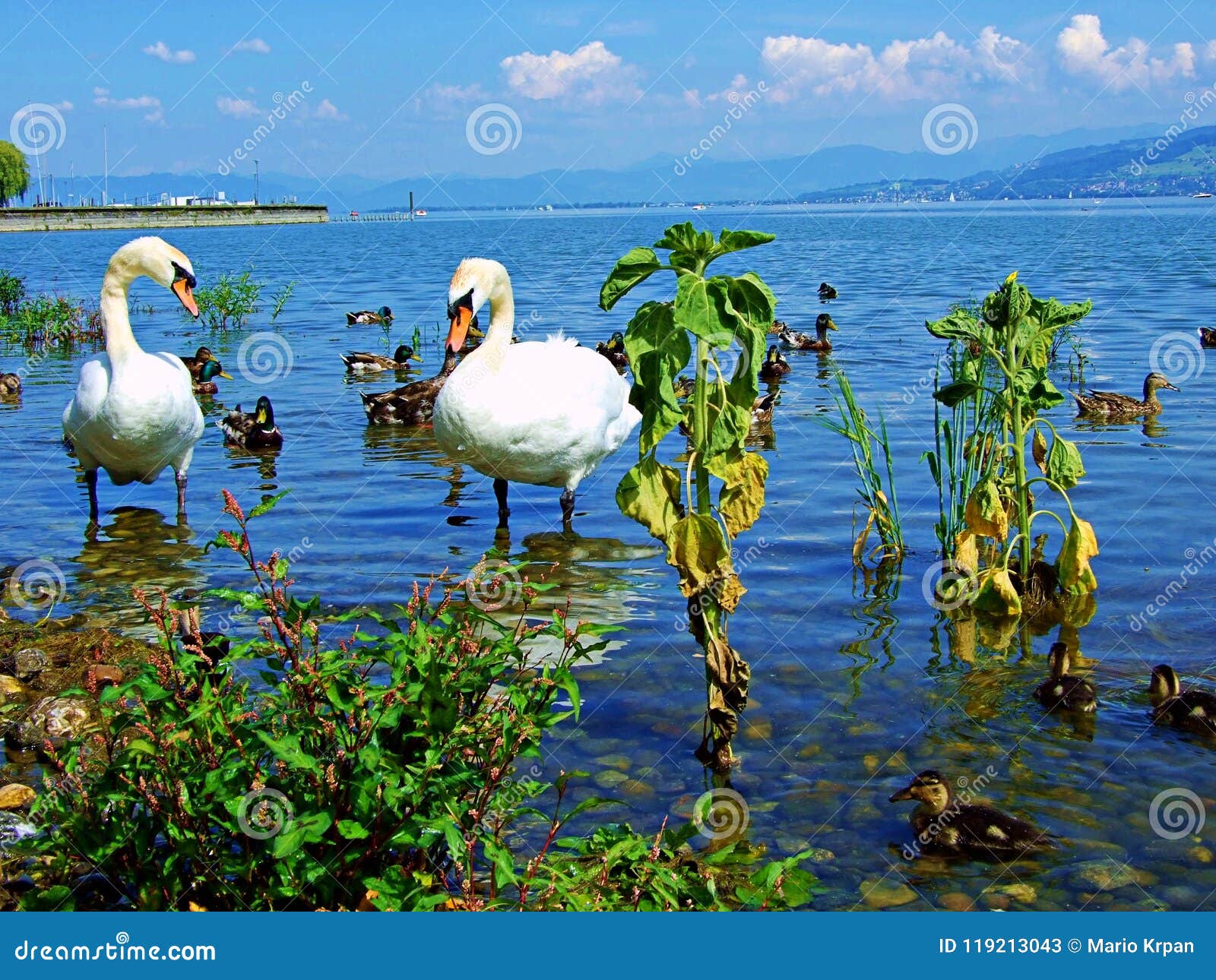 Swan, Water, Bird, Lake, White, Nature, Animal, Swans, Birds, Beautiful, Wildlife, Beauty, Love, River, Pond, Blue, Graceful Stock Image - Image of water, elegance: 119213043 Swan, Water, Bird, Lake, White, Nature, Animal, Swans, Birds, Beautiful, Wildlife, Beauty, Love, River, Pond, Blue, Graceful Stock Image - Image of water, elegance: 119213043