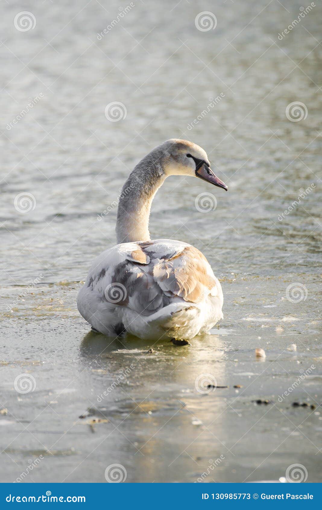 White swan stock image. Image of grey, bird, blue, freeze 130985773