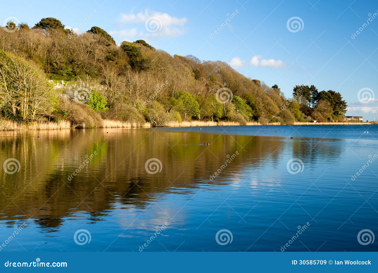 Swanpool stock image. Image of swanpool, west, lakeside - 30585709