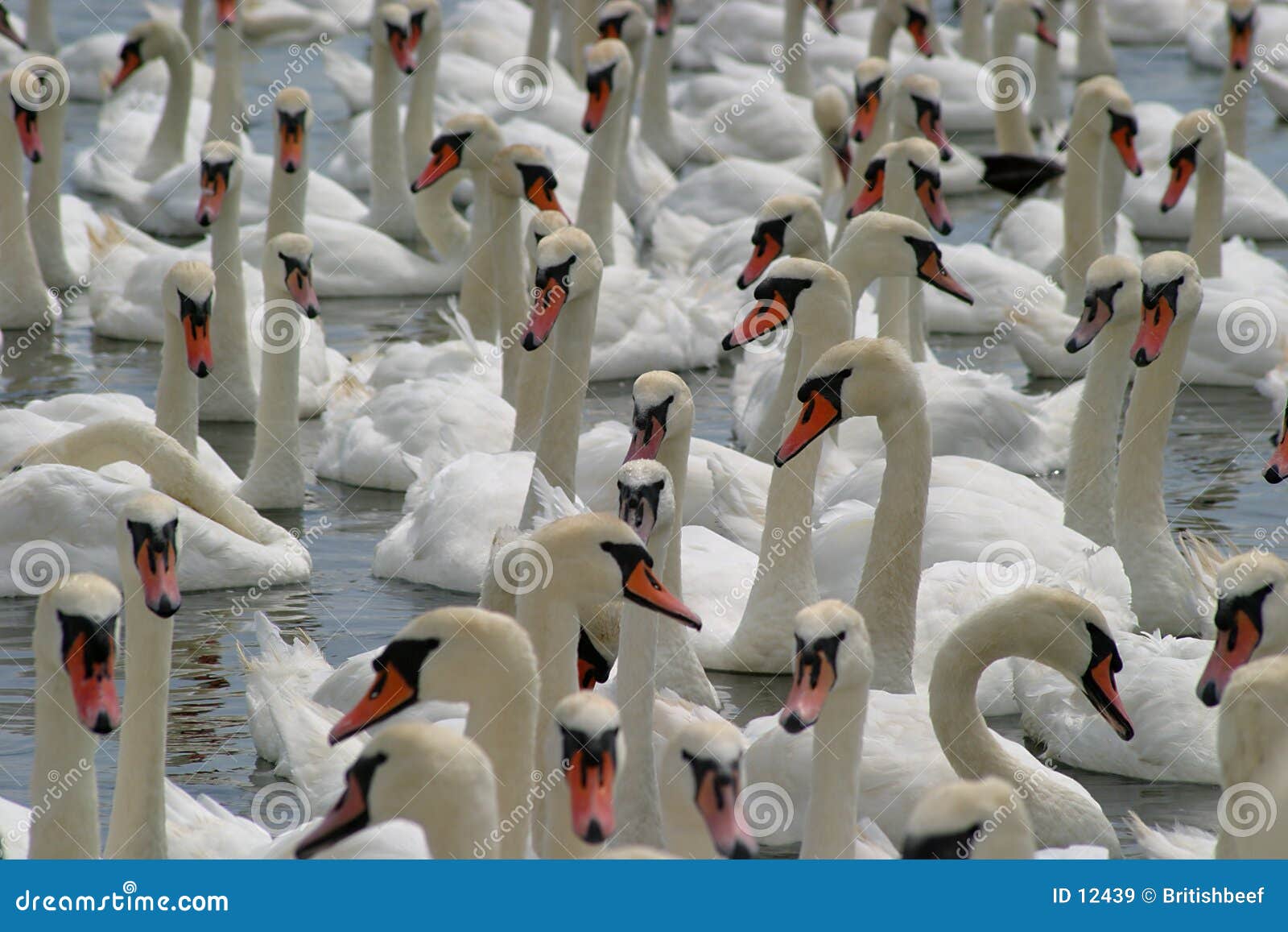 swans