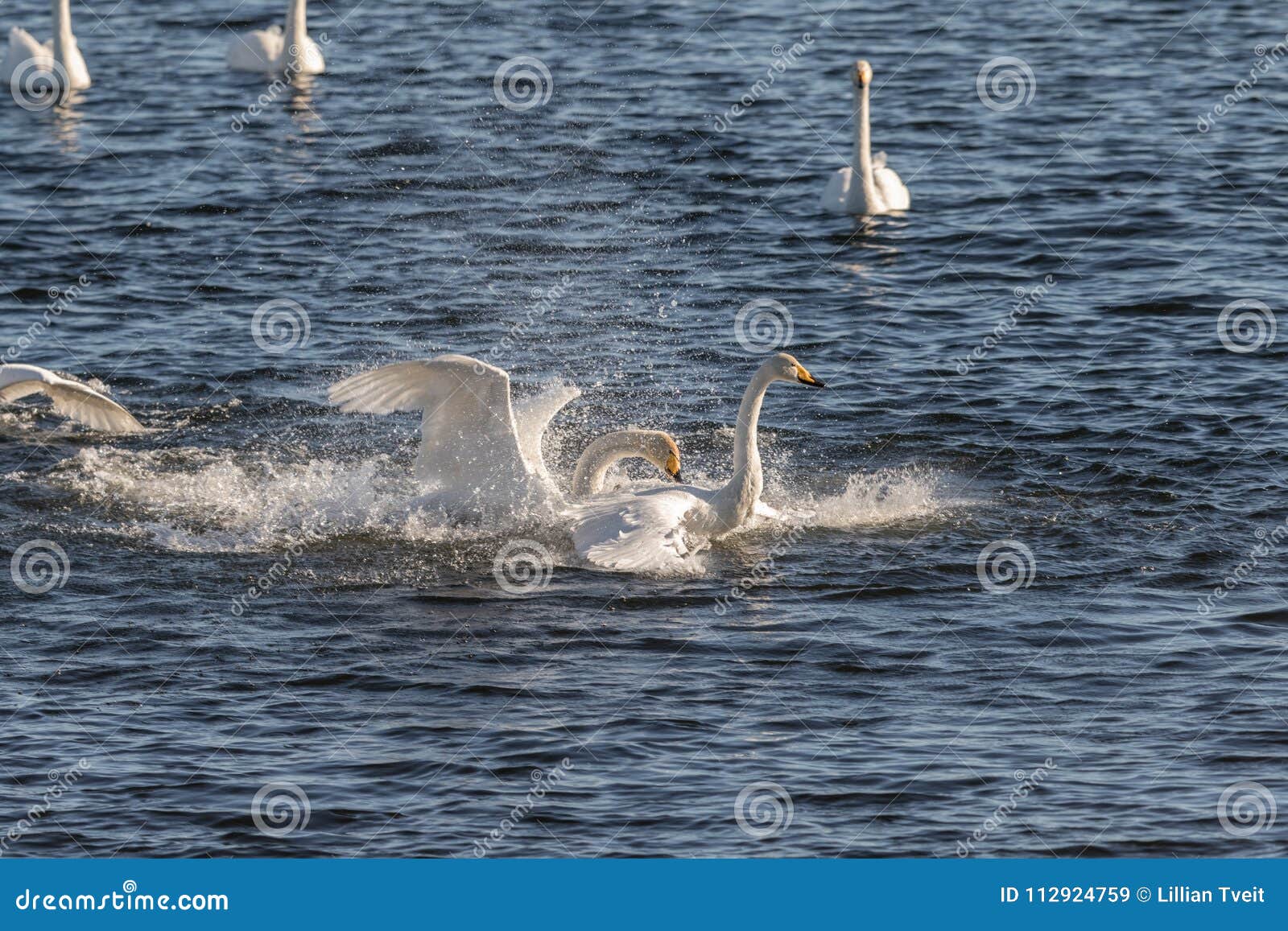 whooper swans, cygnus cygnus, fighting in the hananger water at lista, norway