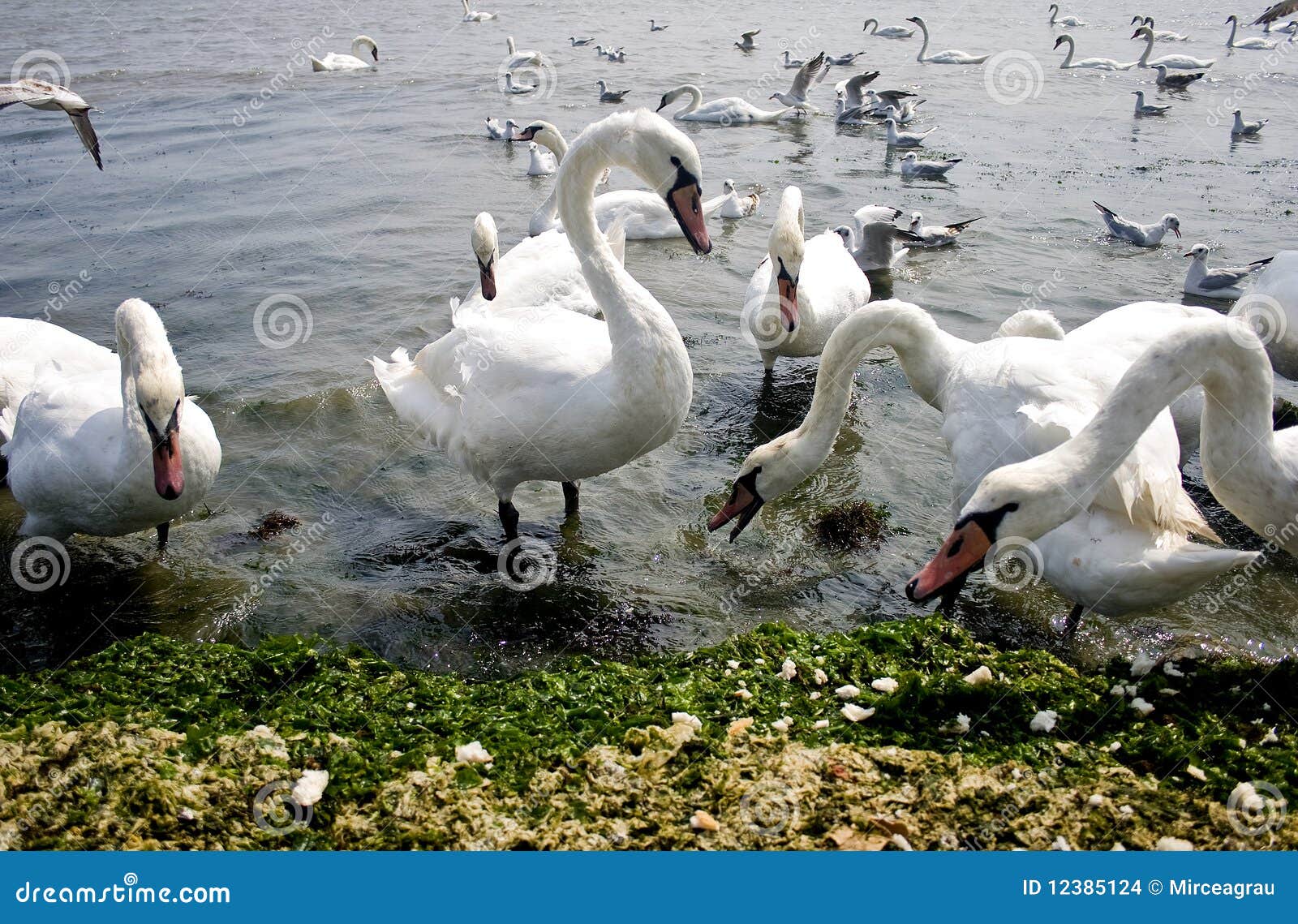 Swans Eating Stock Images Image 12385124 swans-eating-stock-images-image-12385124