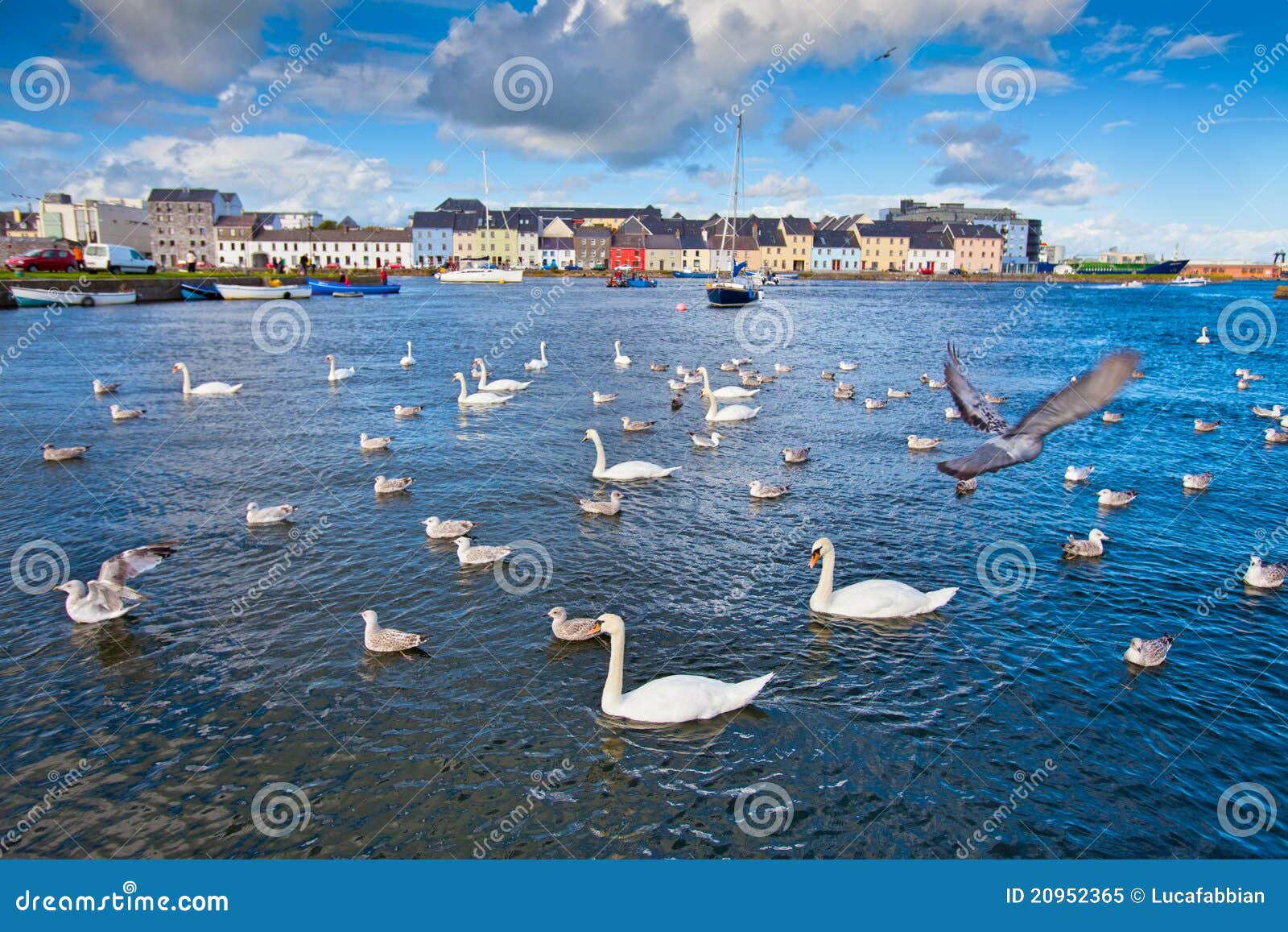 swans galway bay ireland 20952365