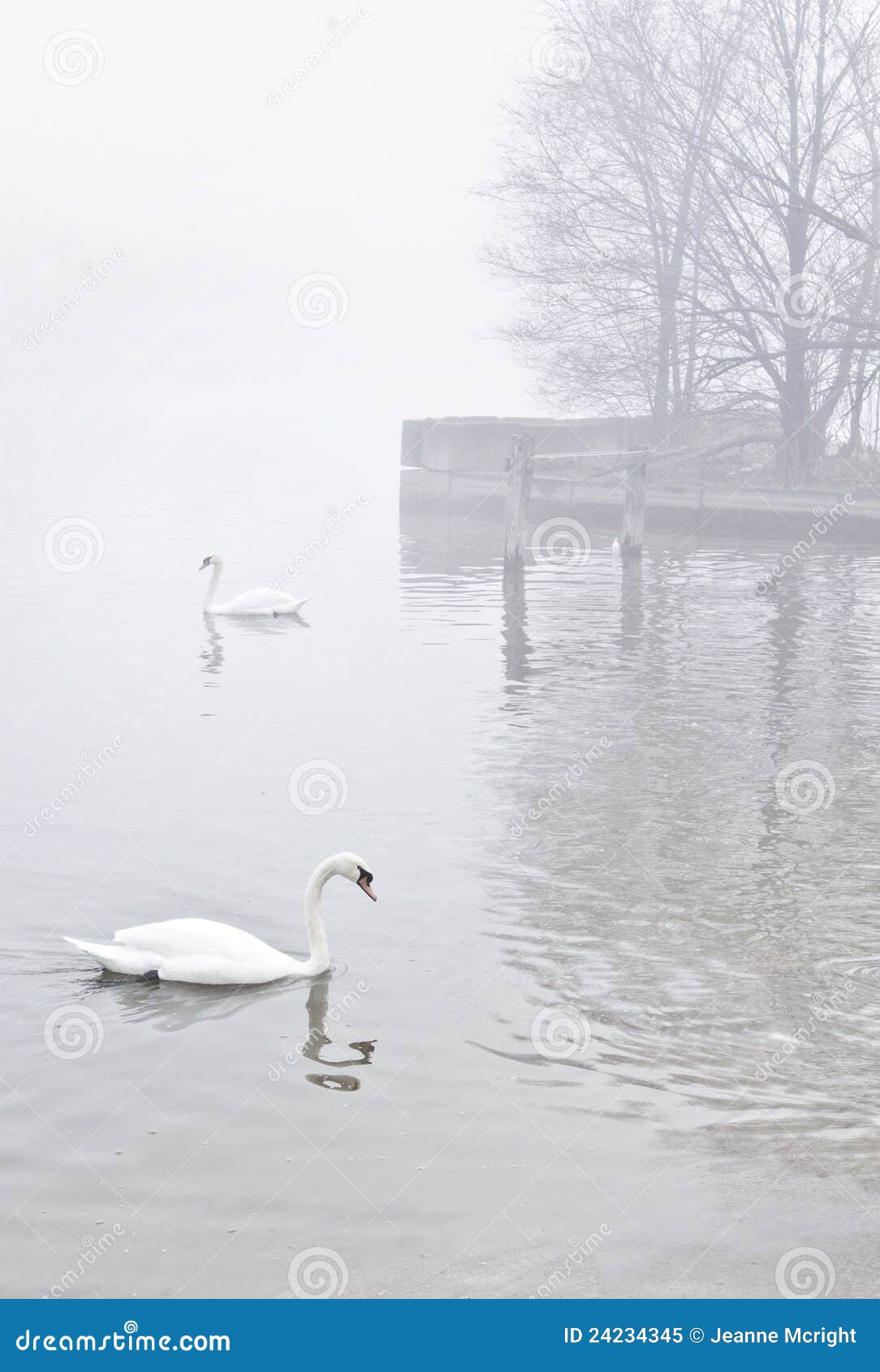 Swans on Misty Lake Near Pier Stock Image - Image of surface, trees ...
