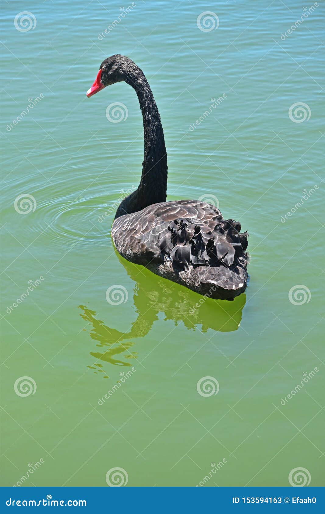 Graceful Black Swan on the Water. a Large and Varied Number of Birds Make Lake Morton a Home. Stock Image - Image of appears, birds: 153594163