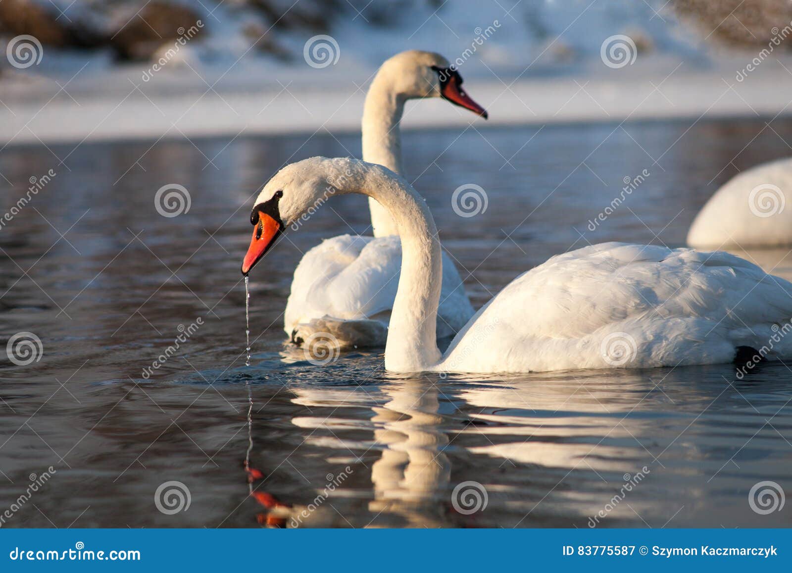 Swans on the River in Winter Put Head Under Water. Stock Image Image