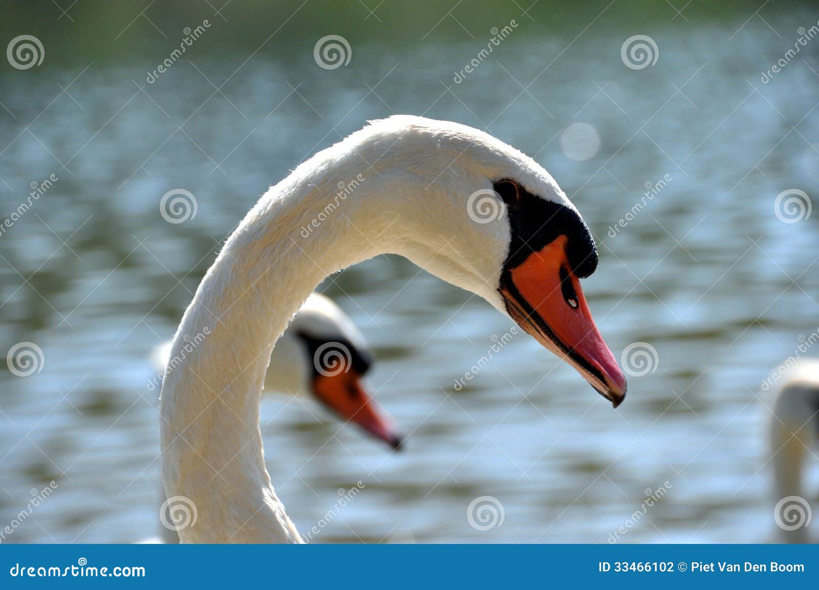 Swans stock photo. Image of swans, birds, france, water 33466102
