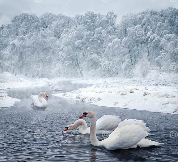 Swans in winter lake stock photo. Image of mist, lake - 37897414
