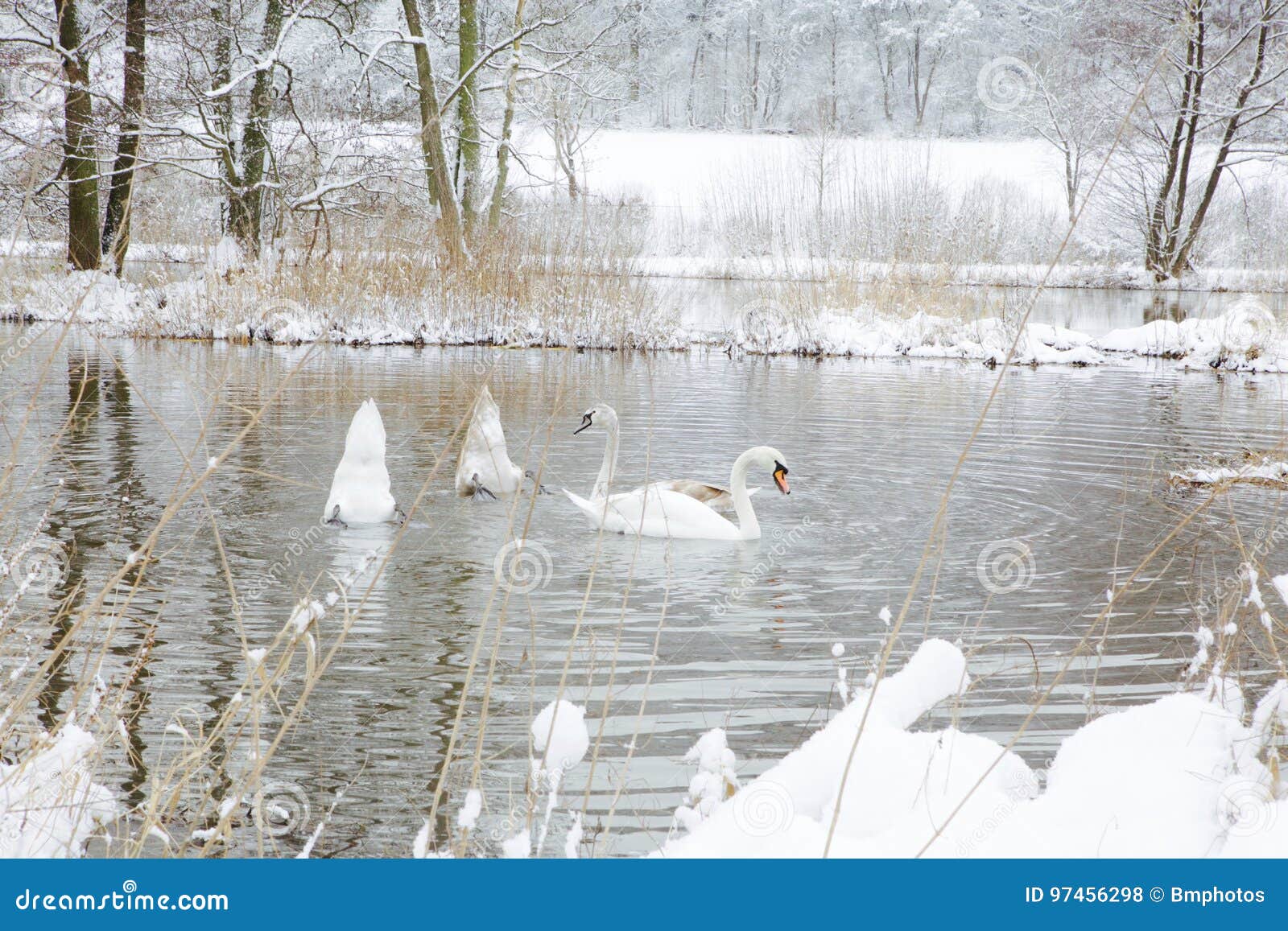 swans in wintertime