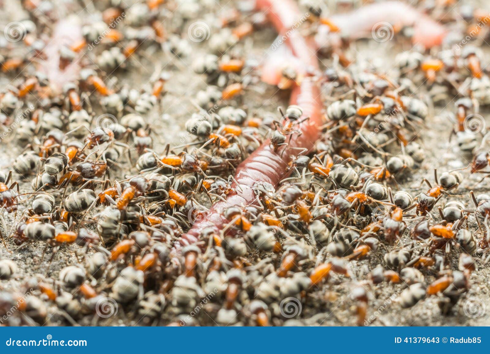 Swarm of Ant Colony Eating Earthworm Stock Image Image of life