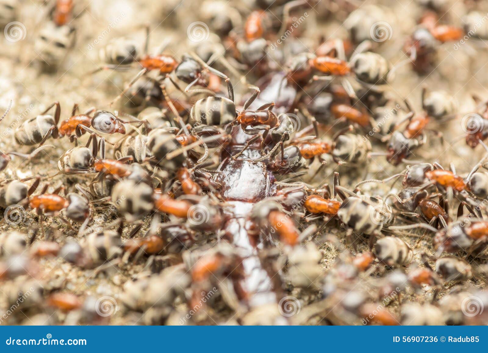 Swarm of Ants Eating Giant Centipede Stock Photo Image of black
