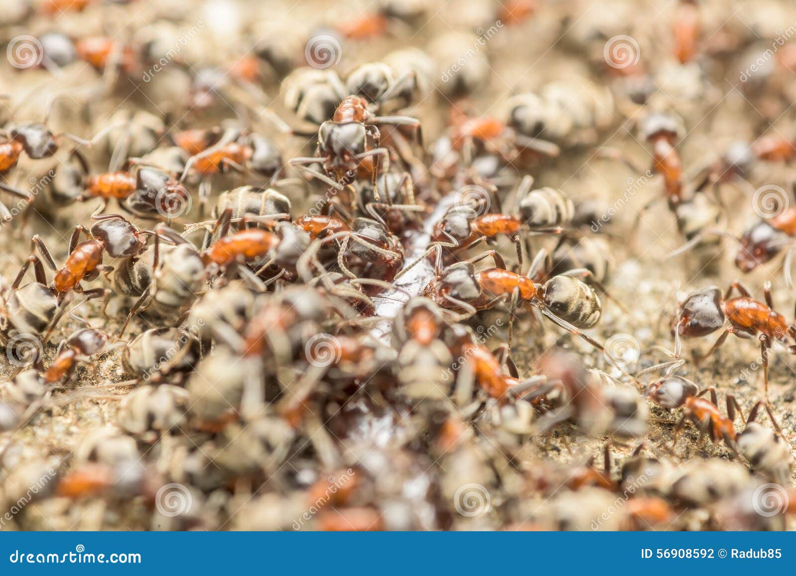 Swarm of Ants Eating Giant Centipede Stock Photo - Image of ants ...