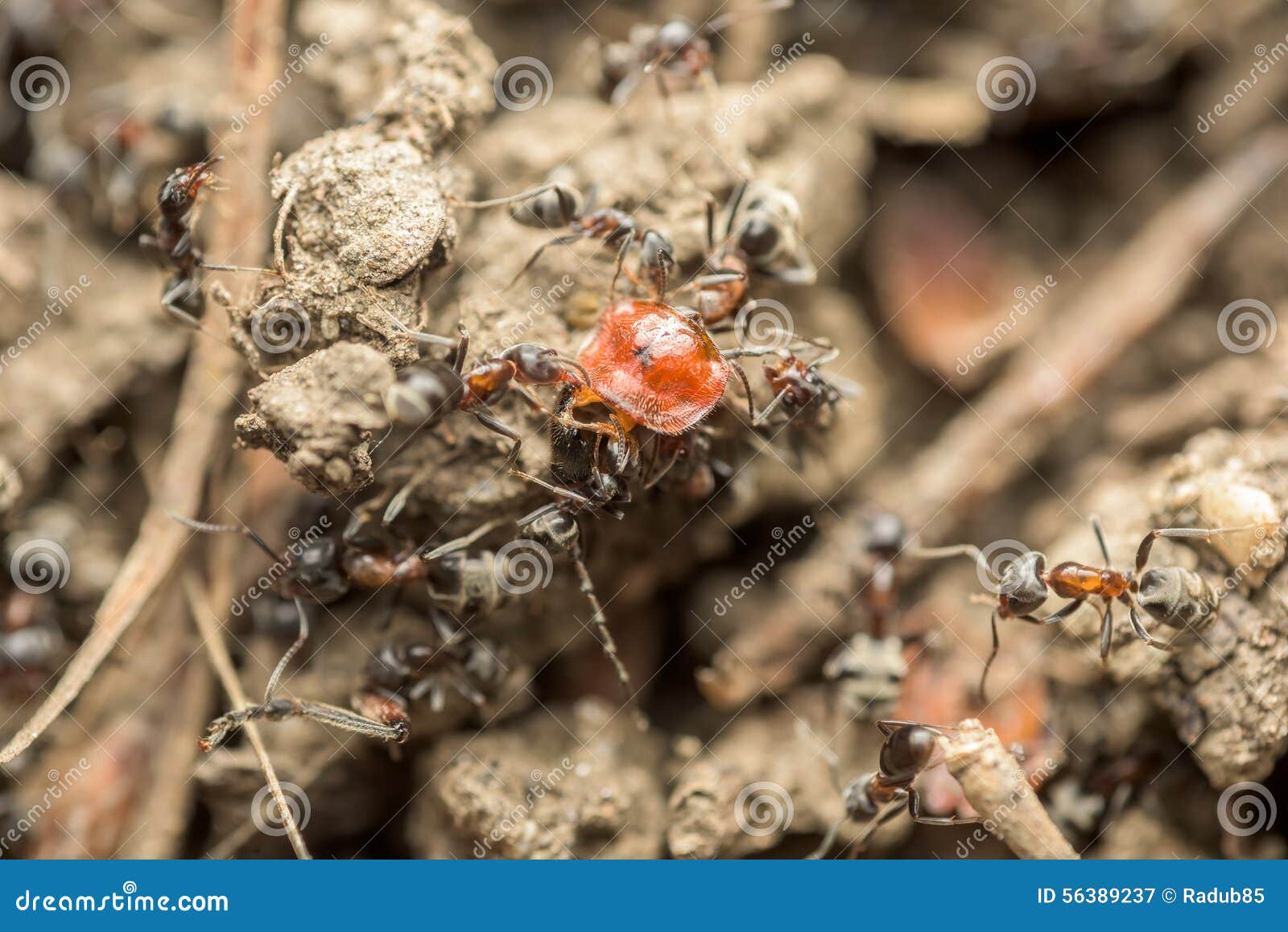 Swarm of Ants Eating Insect Macro Stock Image Image of cooperation