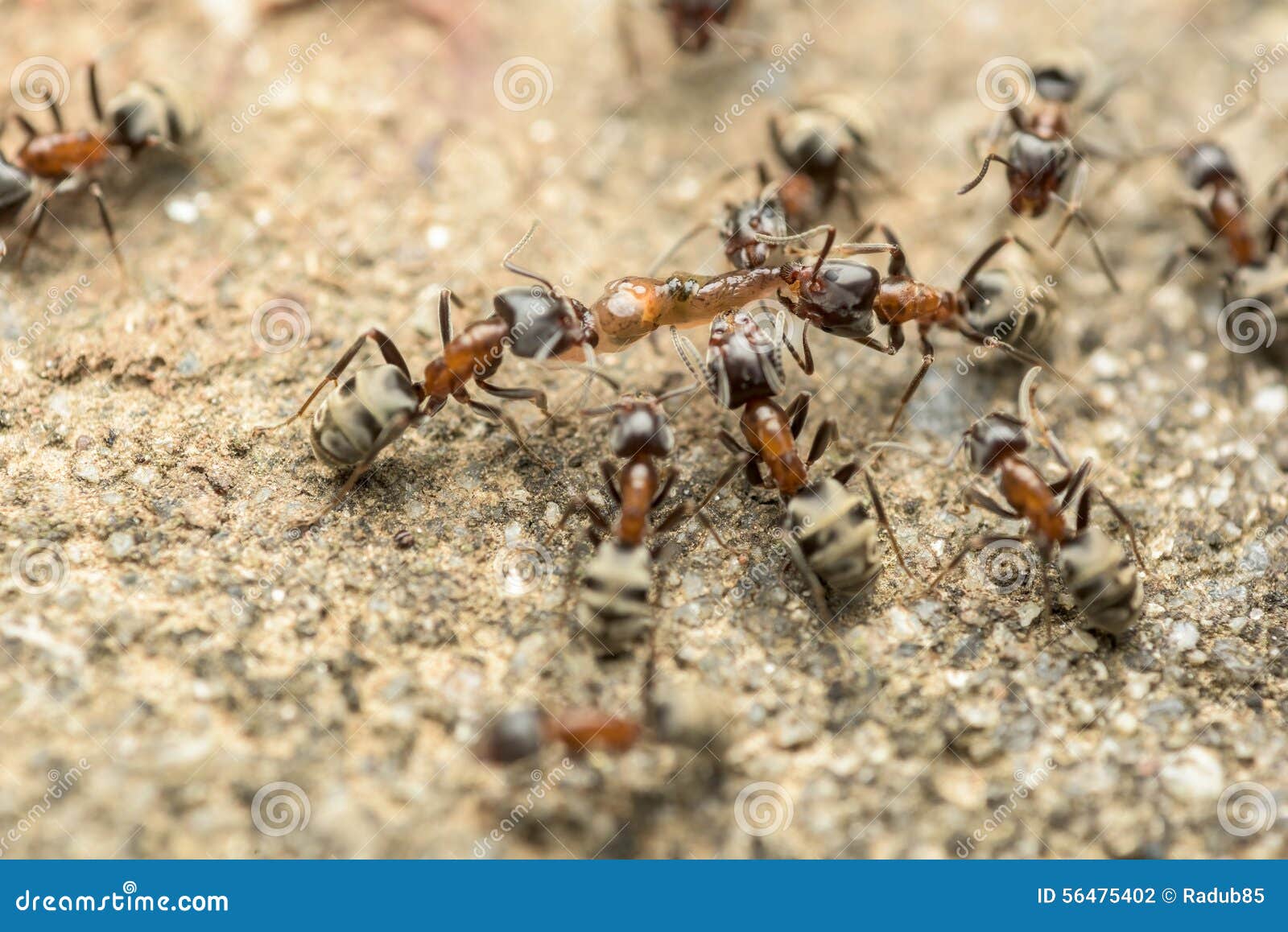 Swarm of Ants Fights for Food Macro Stock Photo - Image of concept ...