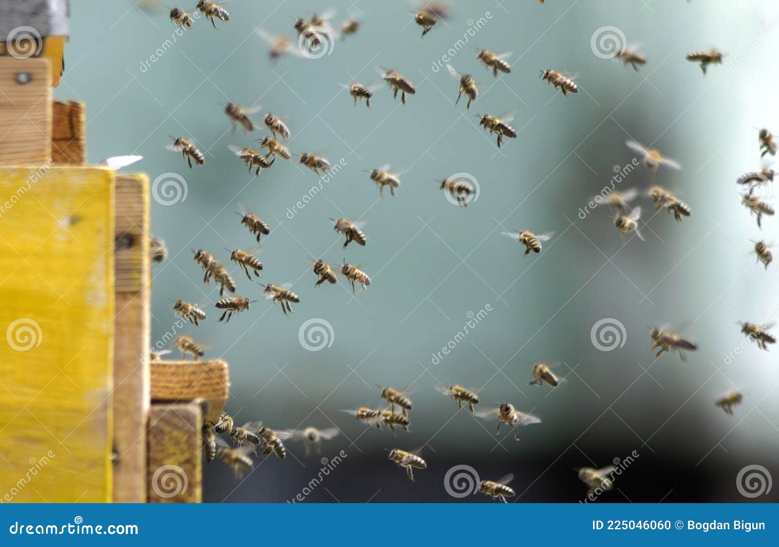 A Swarm of Bees Flies To the Hive in a Chaotic Manner Stock Photo - Image of manner, animal: 225046060 A Swarm of Bees Flies To the Hive in a Chaotic Manner Stock Photo - Image of manner, animal: 225046060