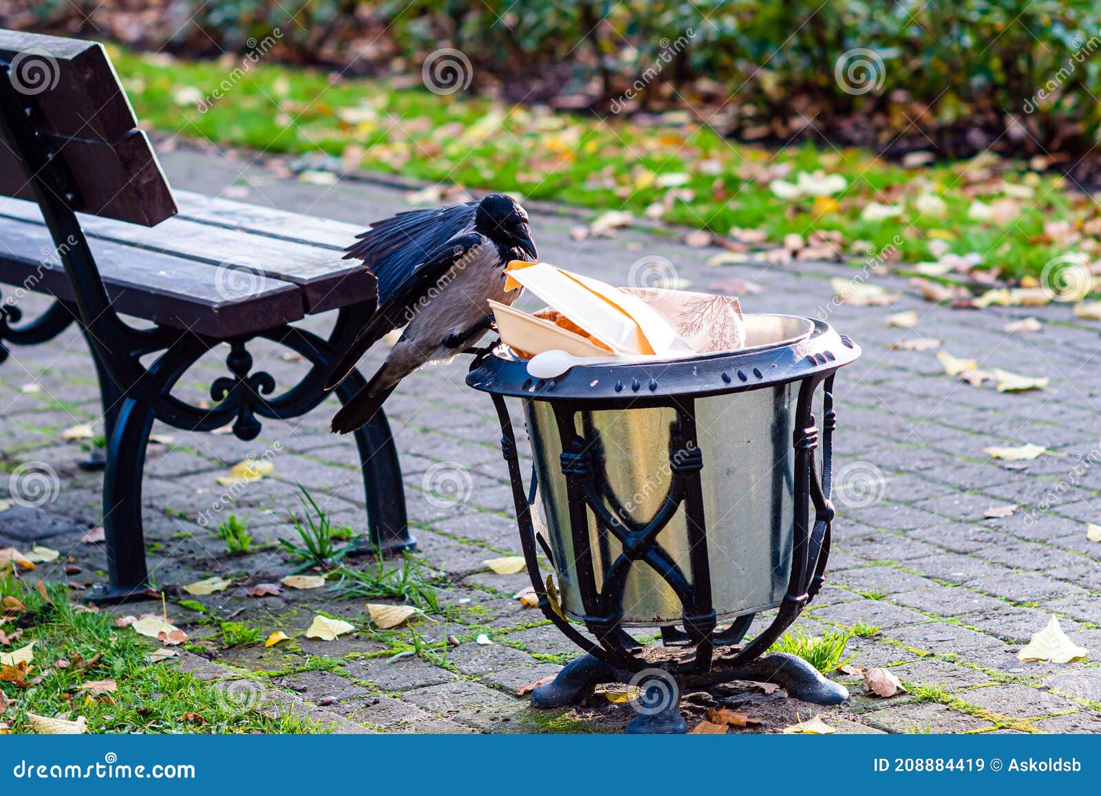 Crows in the Park at the Rubbish Bin Eat Leftovers from a Plastic Box ...