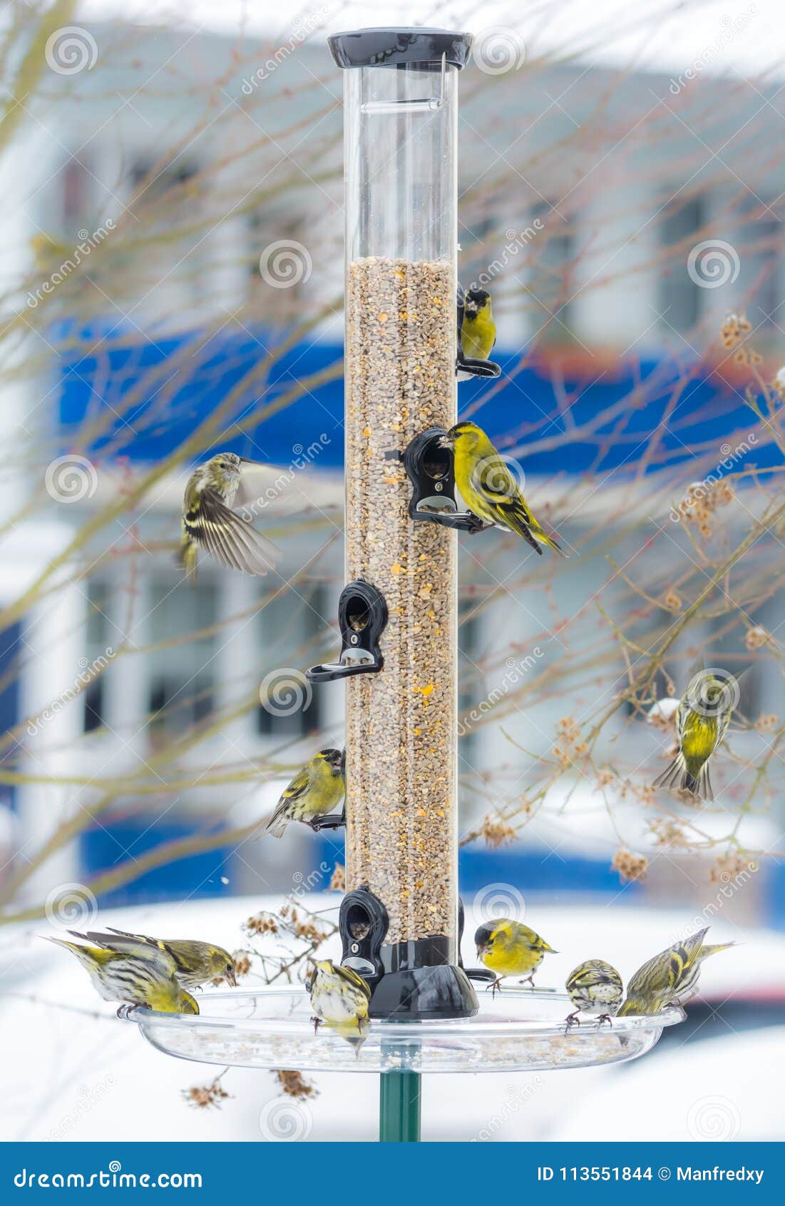swarm of eurasian siskin birds on a bird feeder