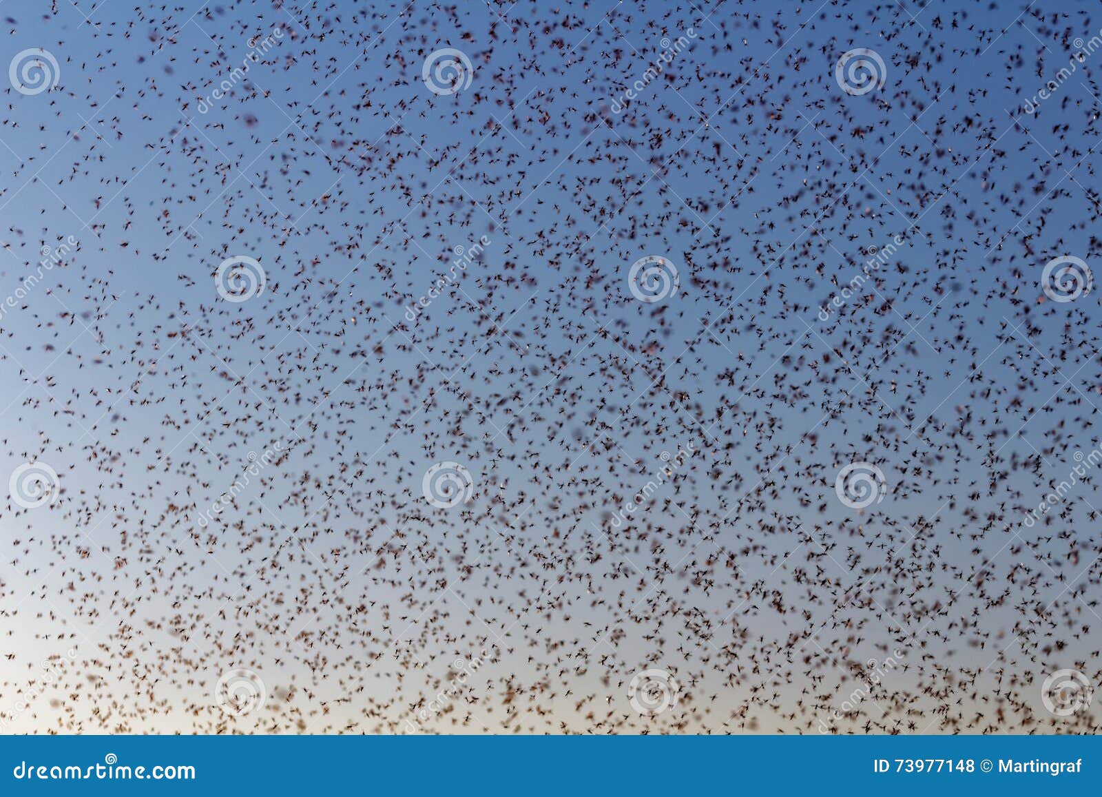 swarm of flies by sunset in summer