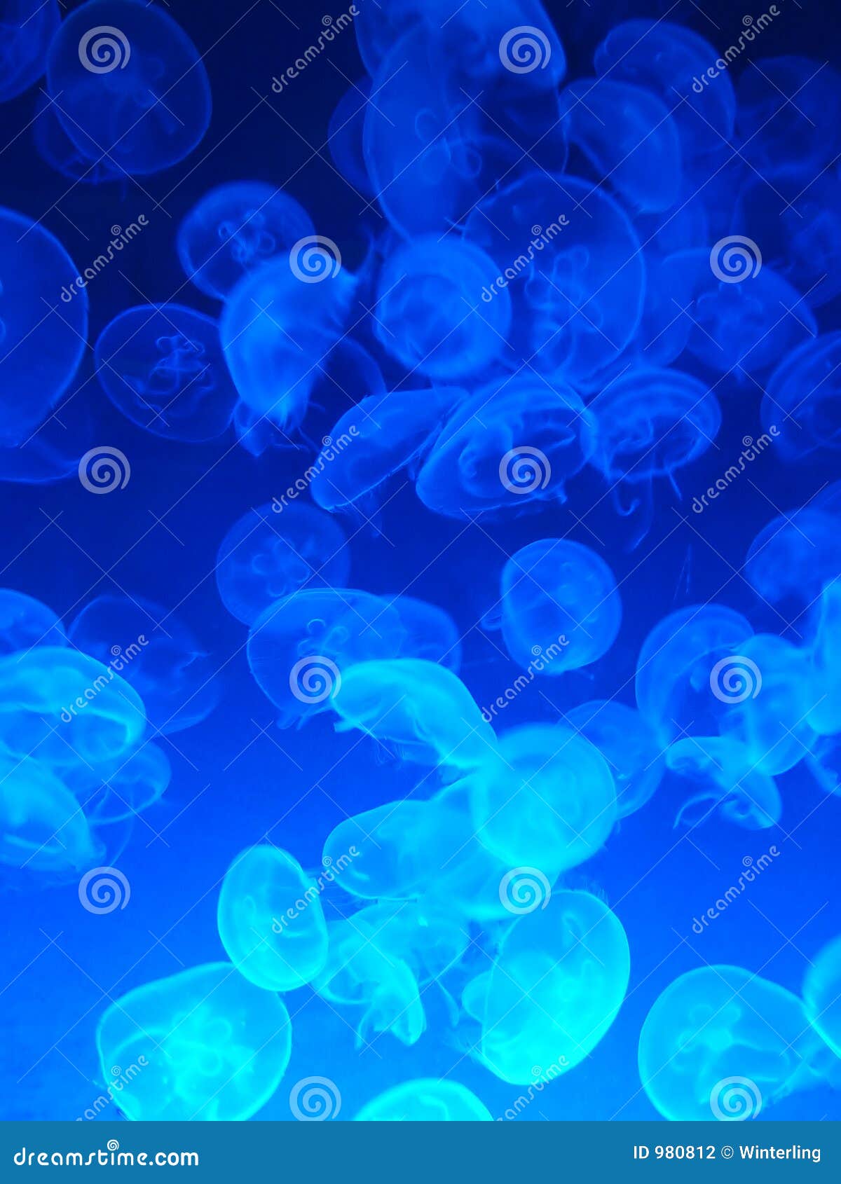 swarm of jellies
