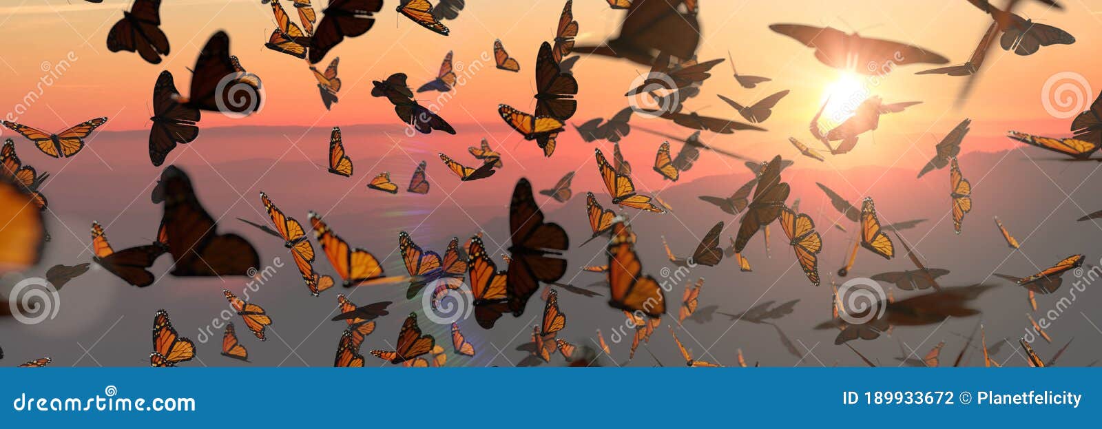 swarm of monarch butterflies, danaus plexippus group during sunset