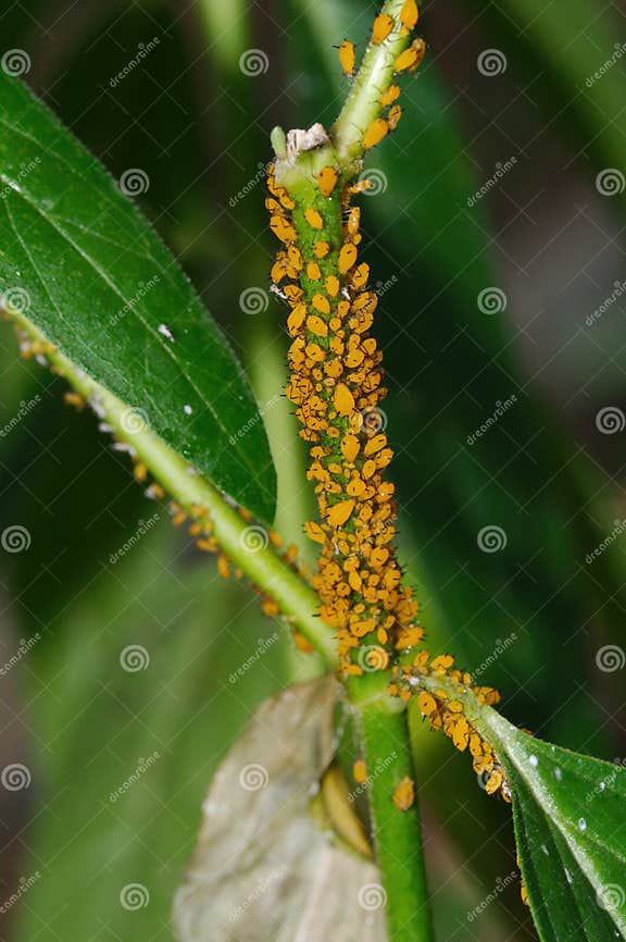 A Swarm of Oleander Aphids Feed on a Milkweed Plant Stock Photo - Image ...