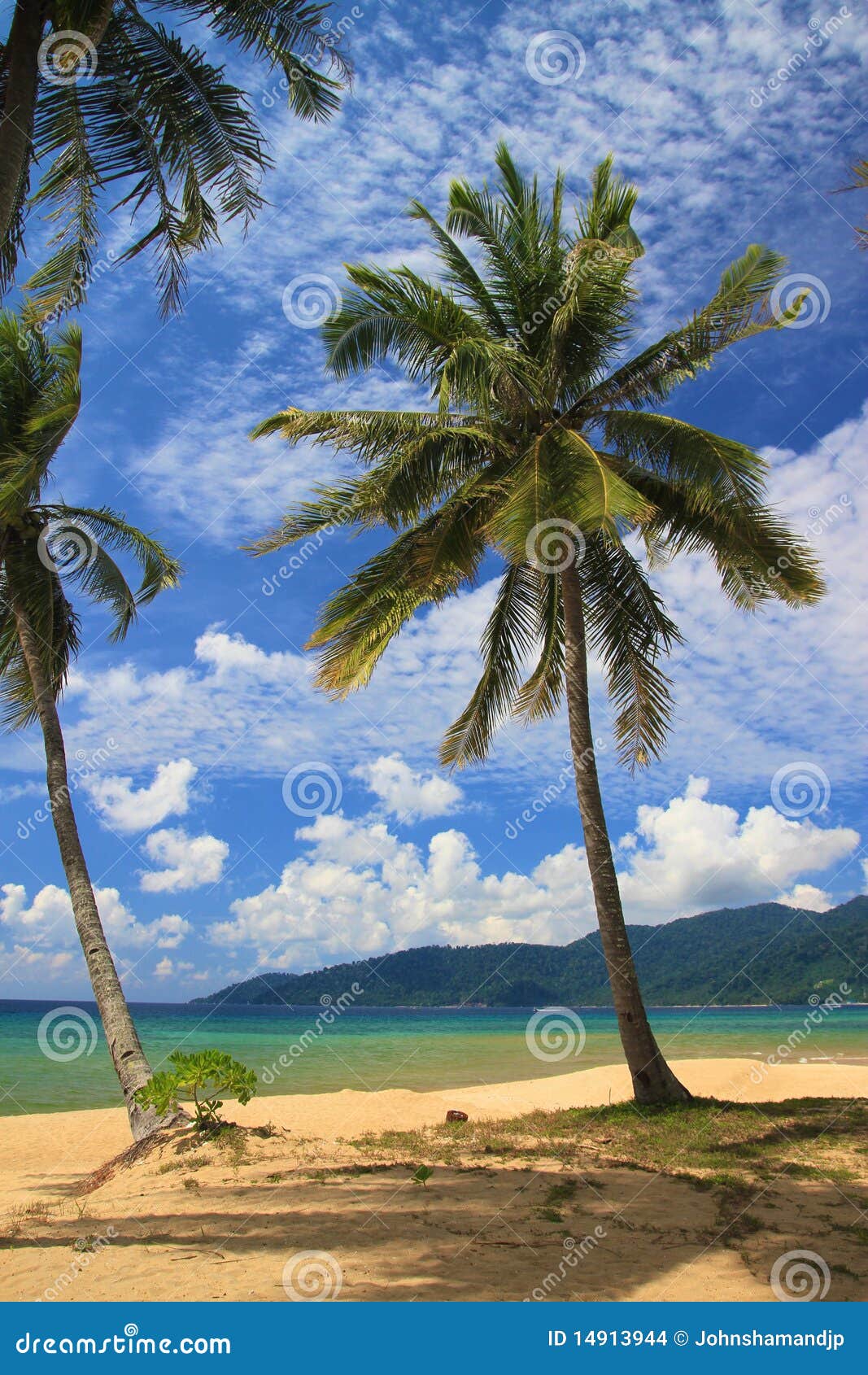 Swaying coconut trees stock photo. Image of surf, beautiful - 14913944