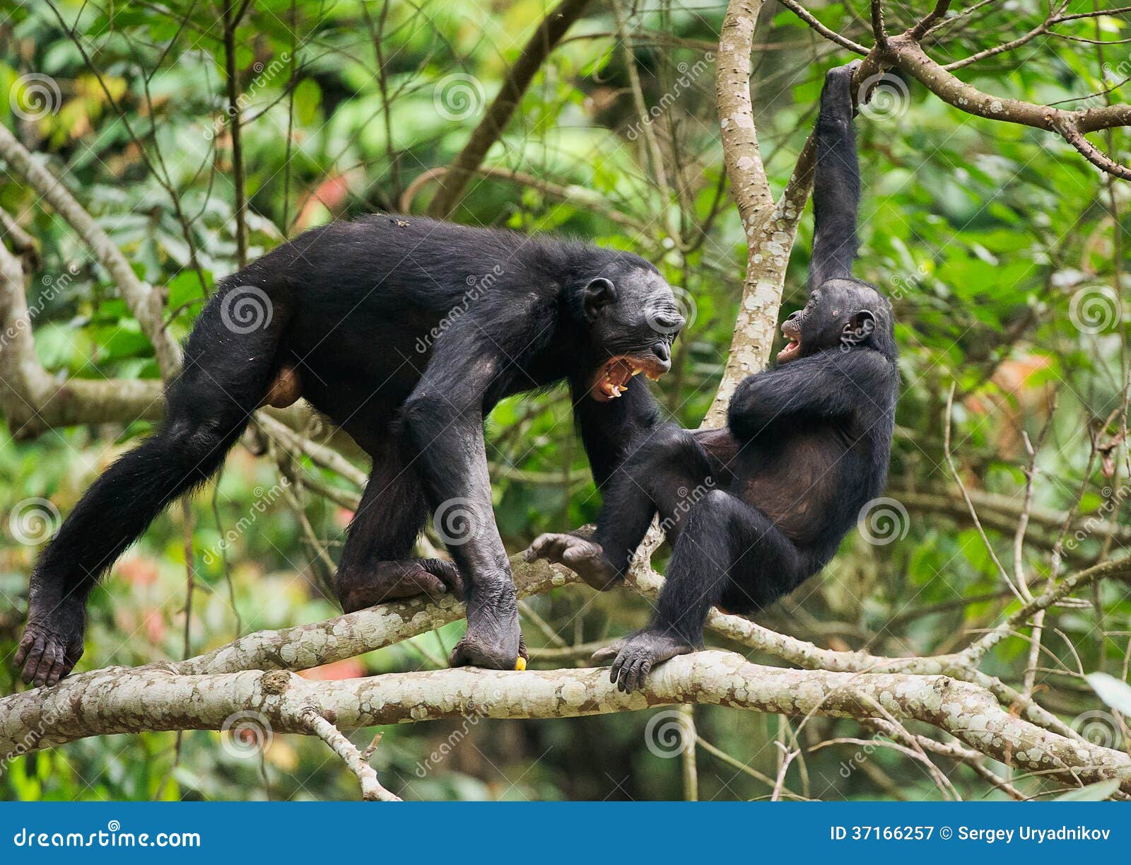the swearing and aggressive bonobo ( pan paniscus),