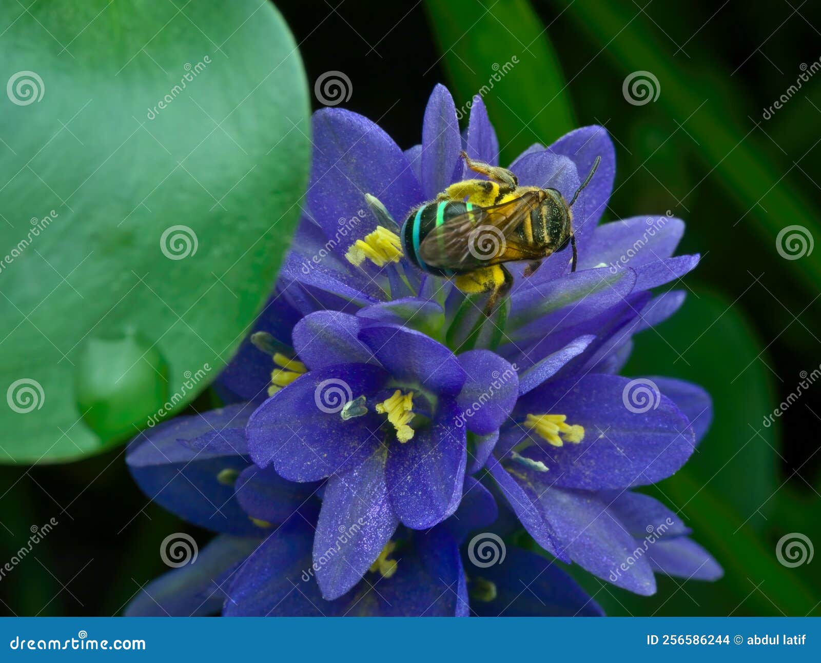 Sweat Bee Sucking Lily Flower Nectar Stock Photo Image of black
