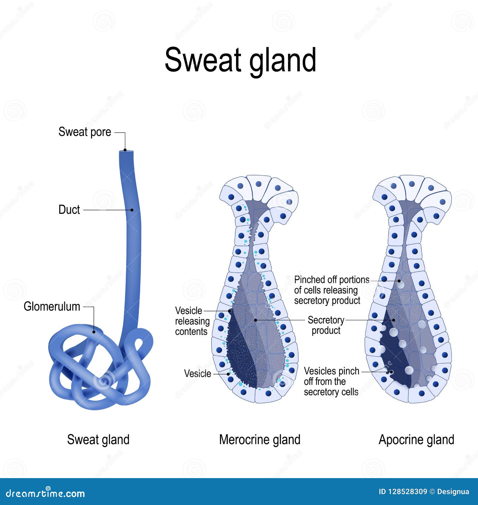Sweat Gland Diagram