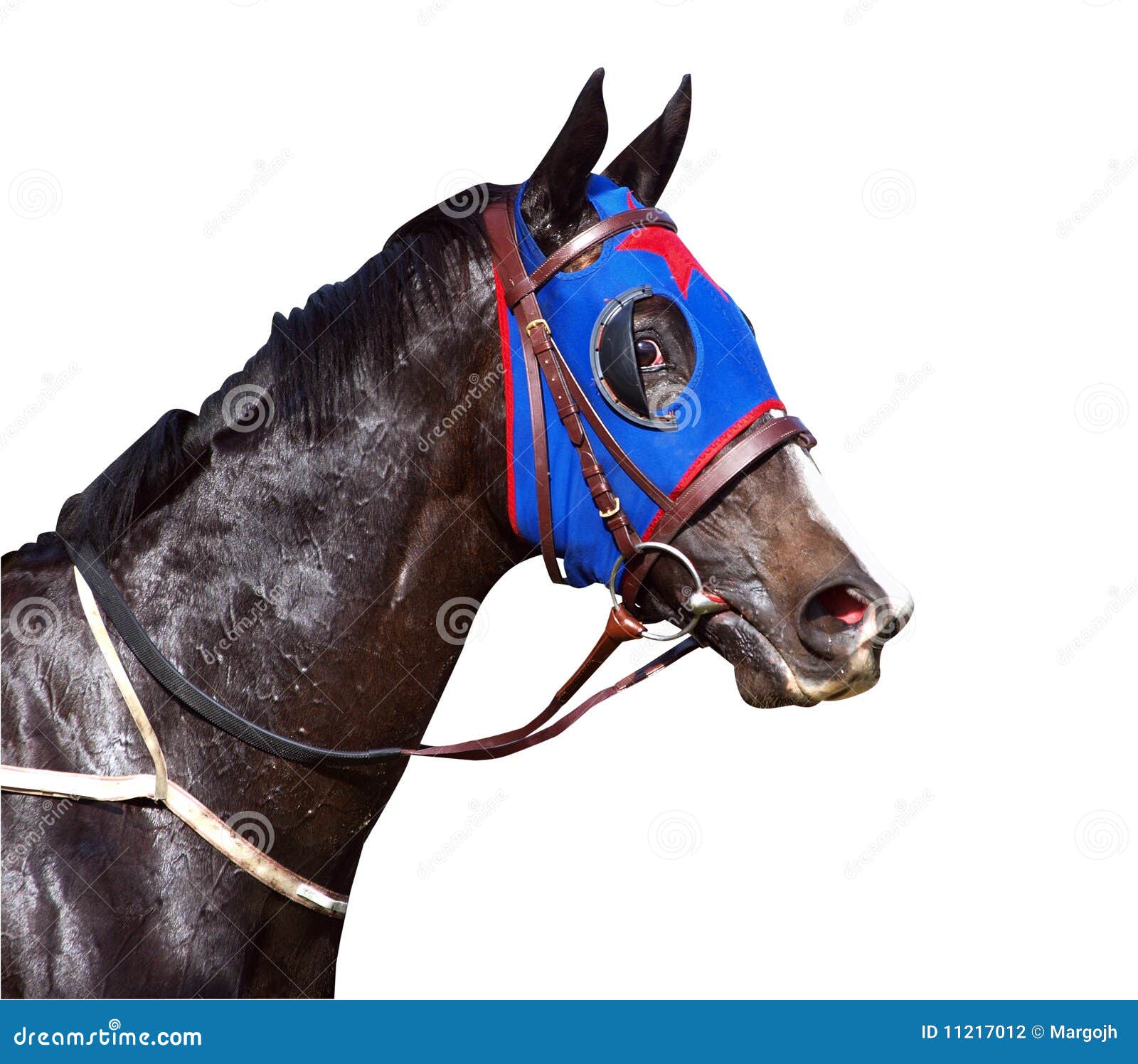 sweaty racehorse with flared nostrils