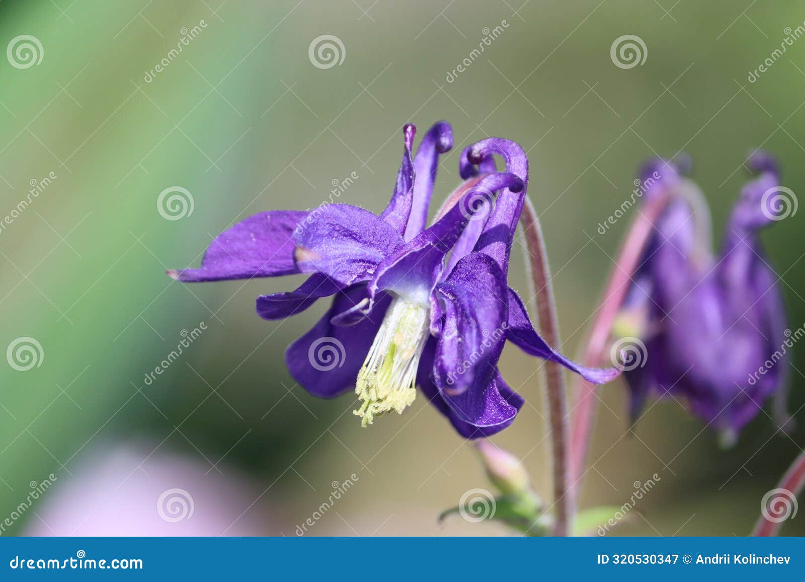 sweden. aquilegia vulgaris. city of linkoping. ostergotland province.