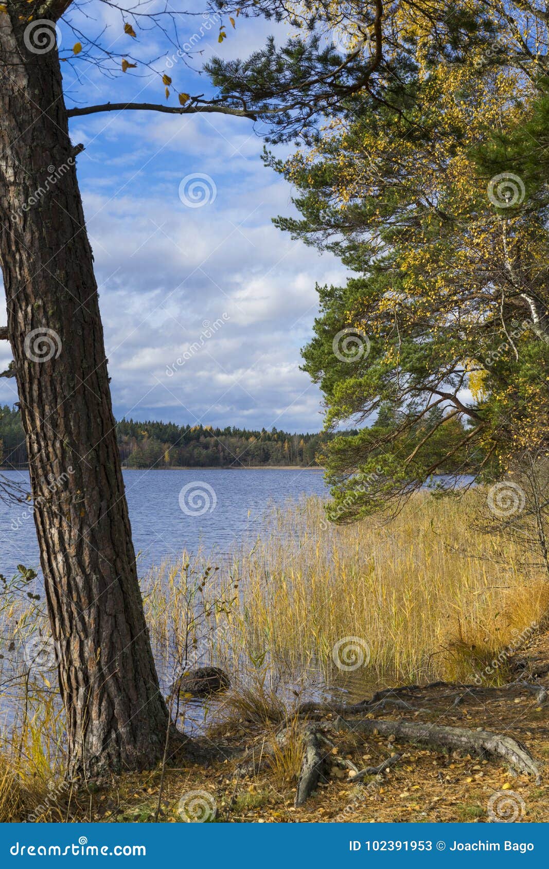 sweden outdoors at beautiful october autumn day