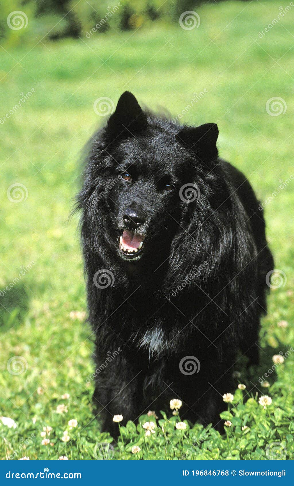swedish lapphund, dog standing on grass