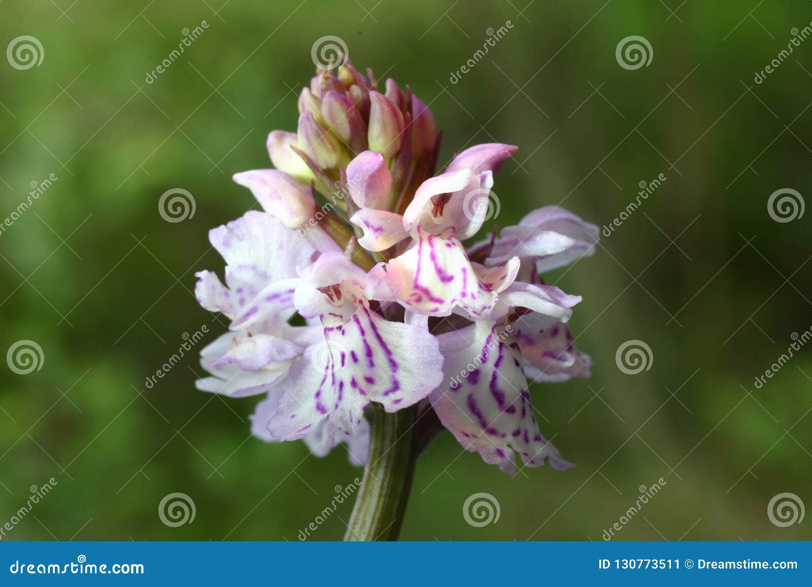 swedish orgid in a meadow