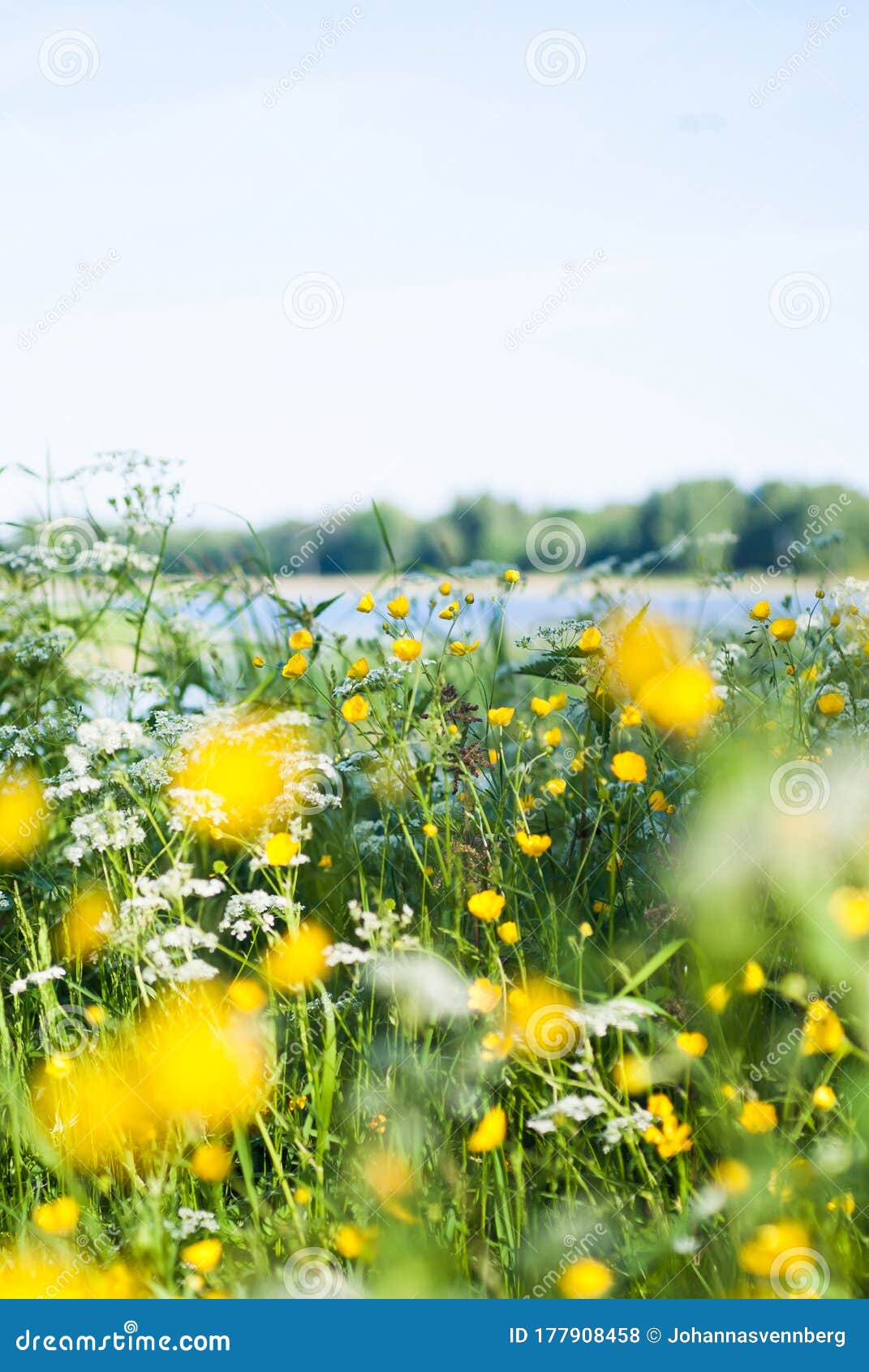 swedish summer meadow by lake, midsummer.