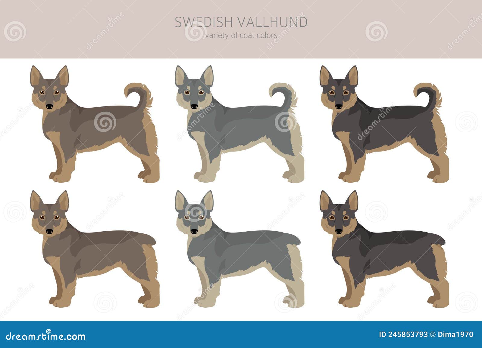 Swedish Vallhund Coat Colors, Different Poses Clipart Stock Vector - of funny, coloring: 245853793