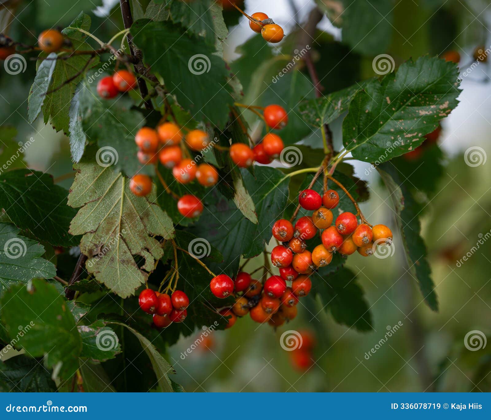 swedish whitebeam, or formerly, sorbus intermedia (scandosorbus intermedia), branch with berries.