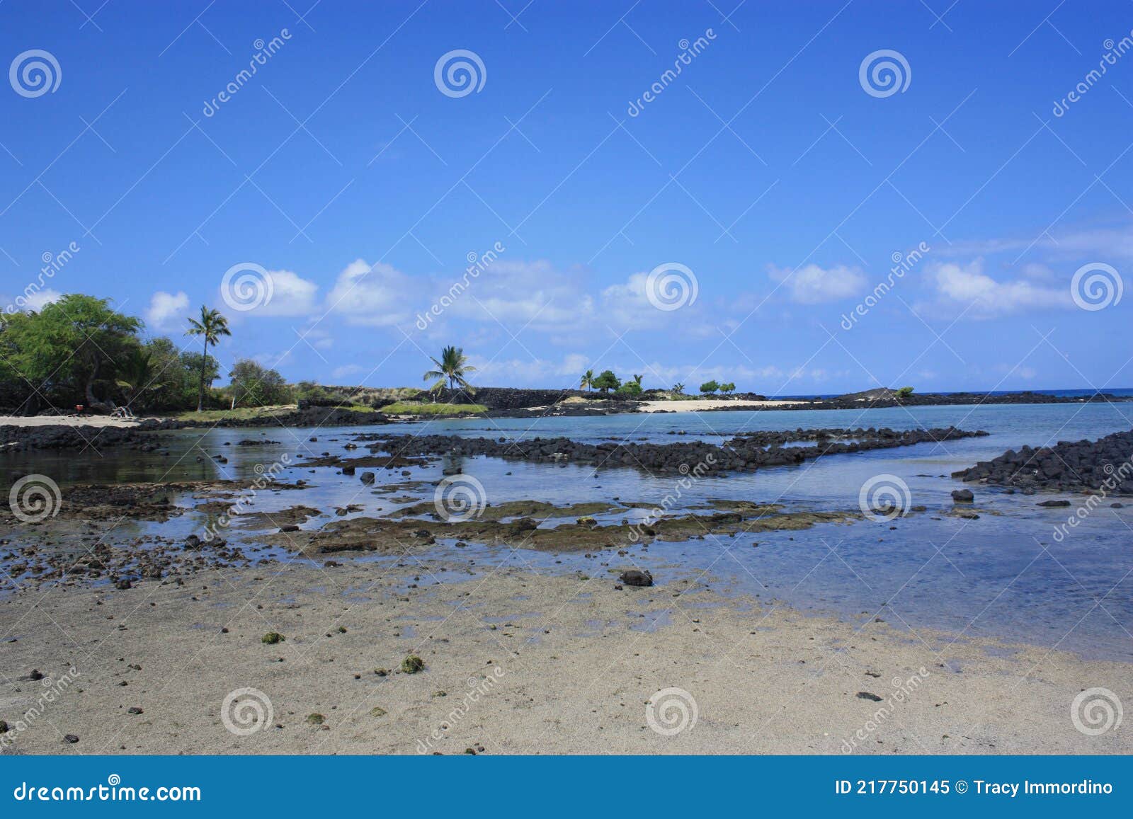 tide pools, sandy shoreline, palm trees and volcanic rock at low tide at kaloko-honokohau national historical park in hawaii