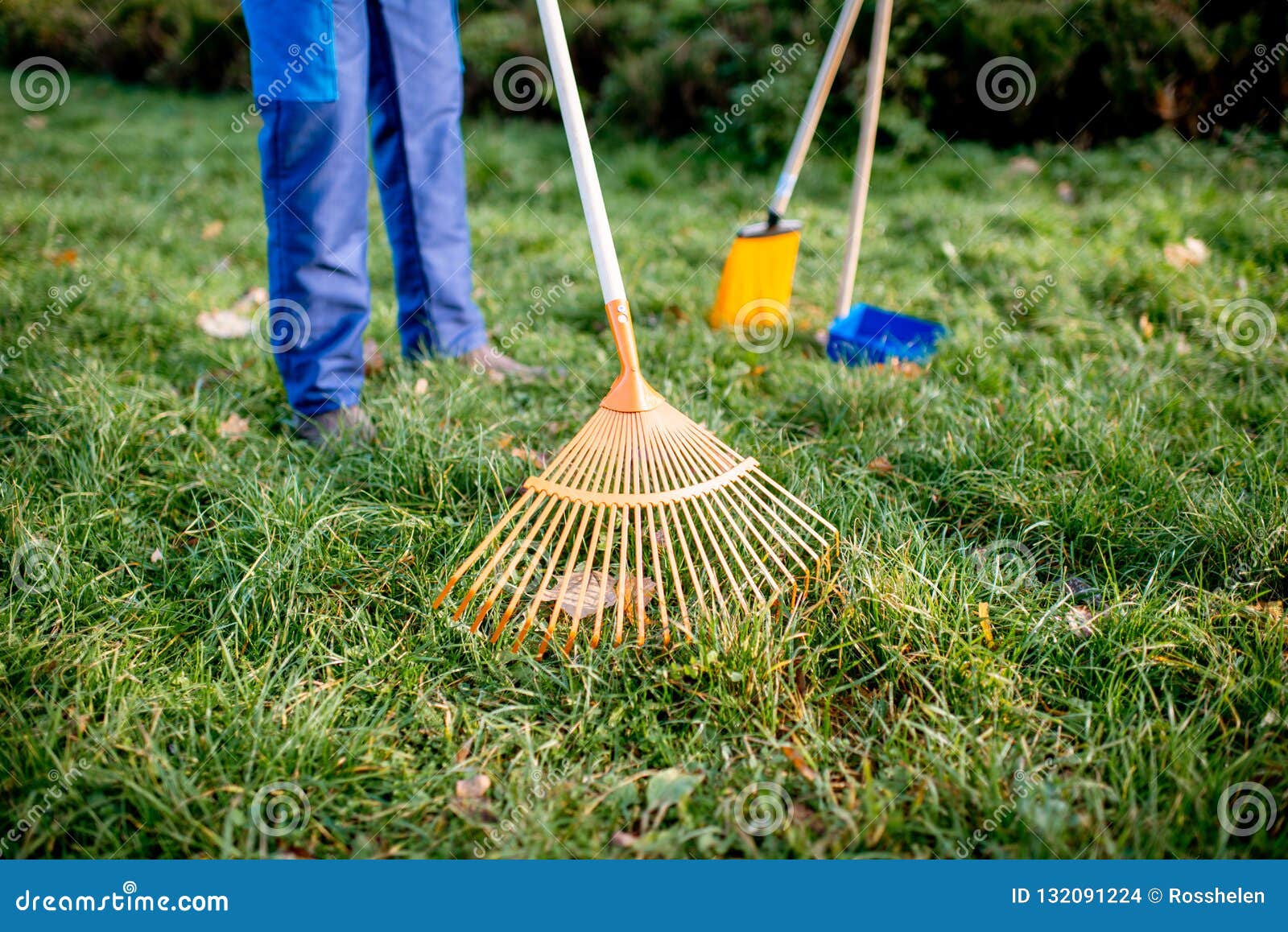 Sweeping Leaves with Orange Rake Stock Photo - Image of raking ...