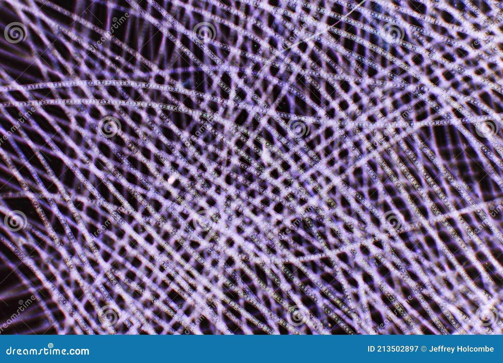 Sweeping Lines of Microscopic Algae Filaments from Pond Water Stock