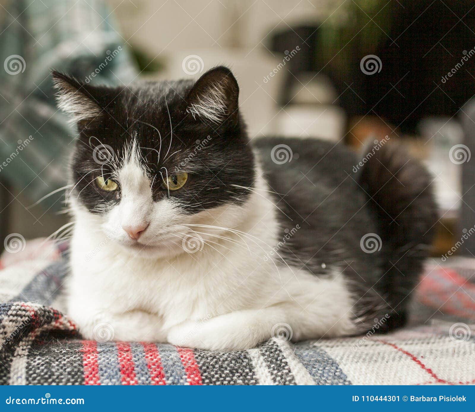 sweepy, black and white cat - a worried look.