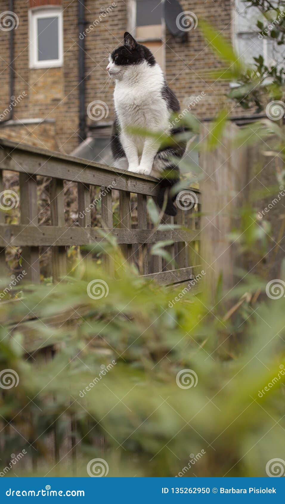 sweepy - a fluffy cat seen trough some green bamboo leaves; a garden in london, england.